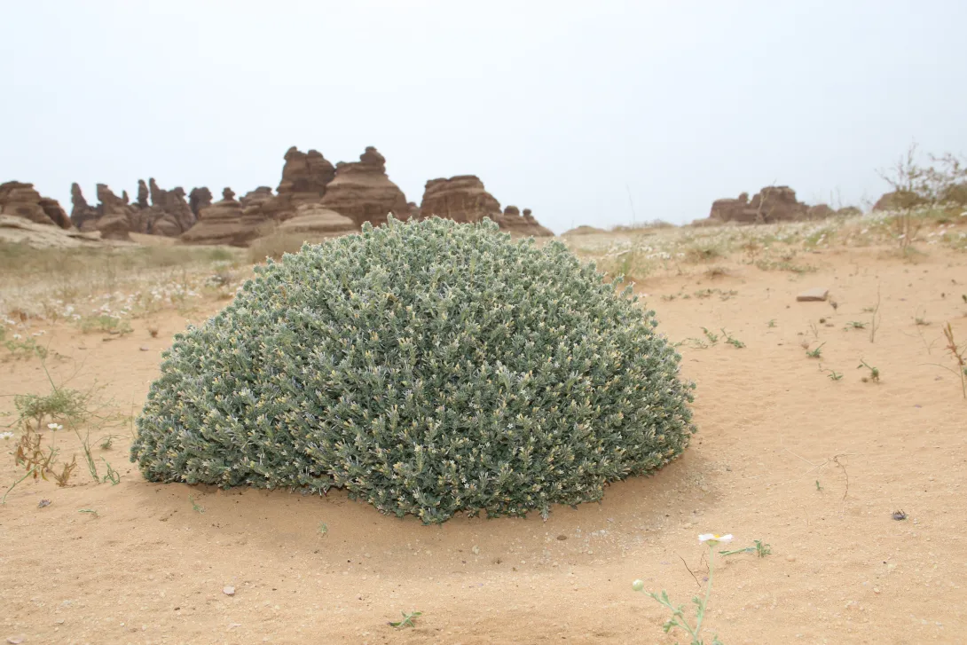 Whole plant