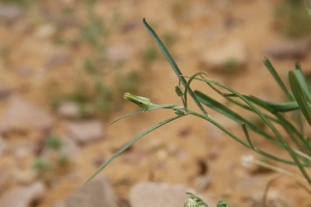 Koelpinia linearis flower