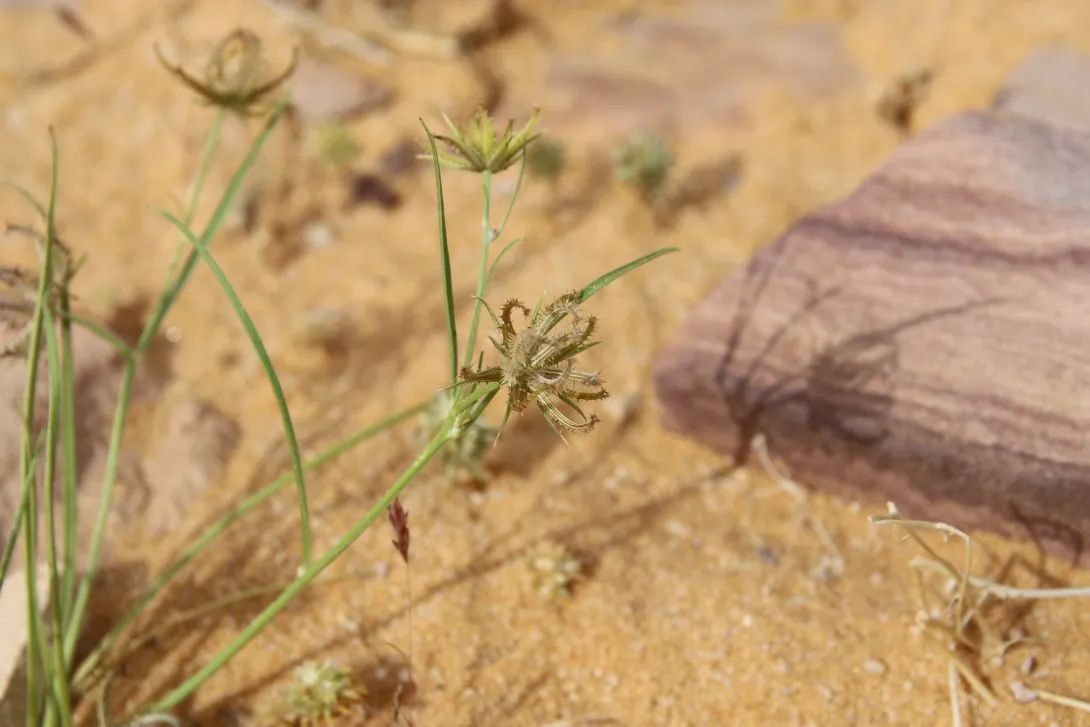 Koelpinia linearis fruit