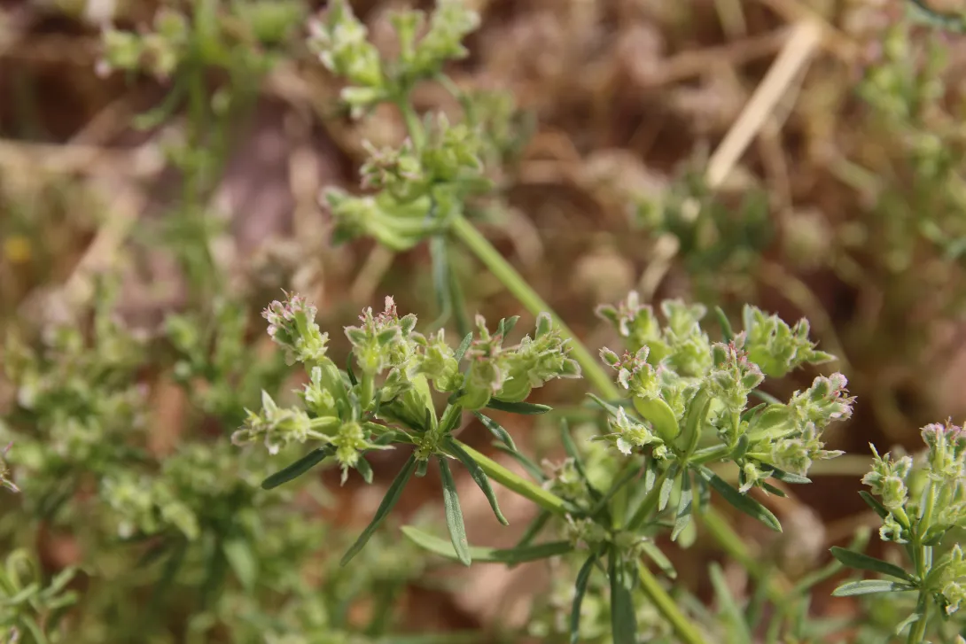 Pteranthus dichotomus flowers