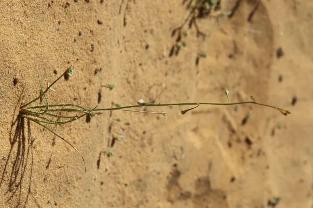 Whole plant
