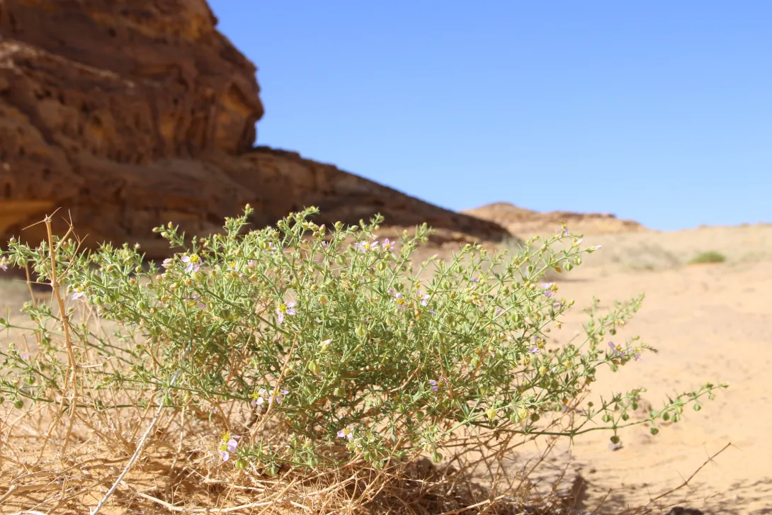 Whole plant