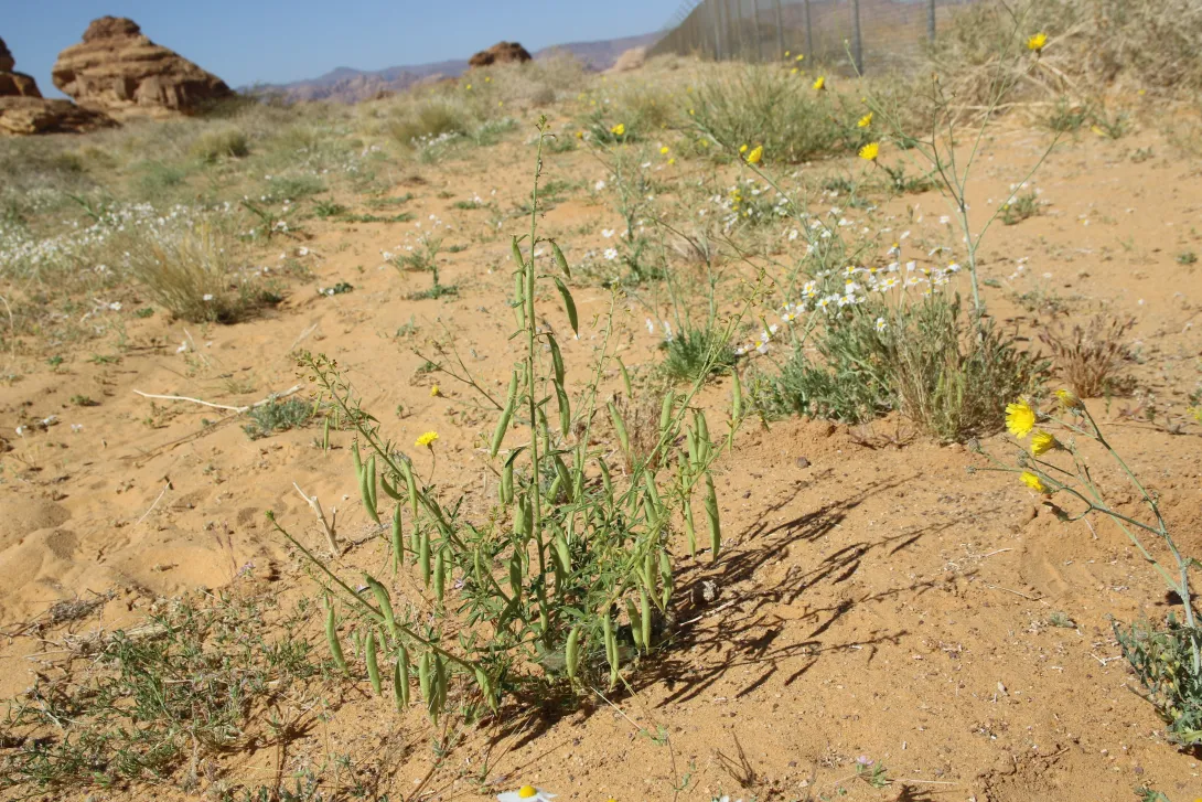 Whole plant