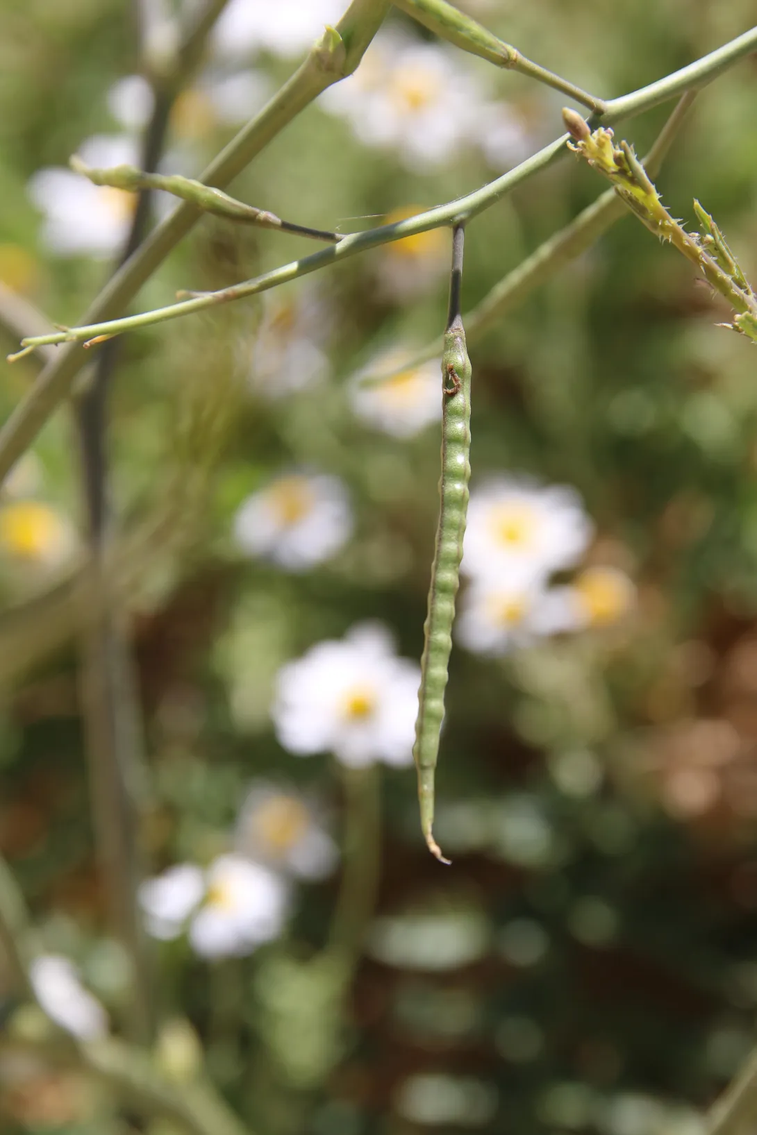 Coincya tournefortii fruit