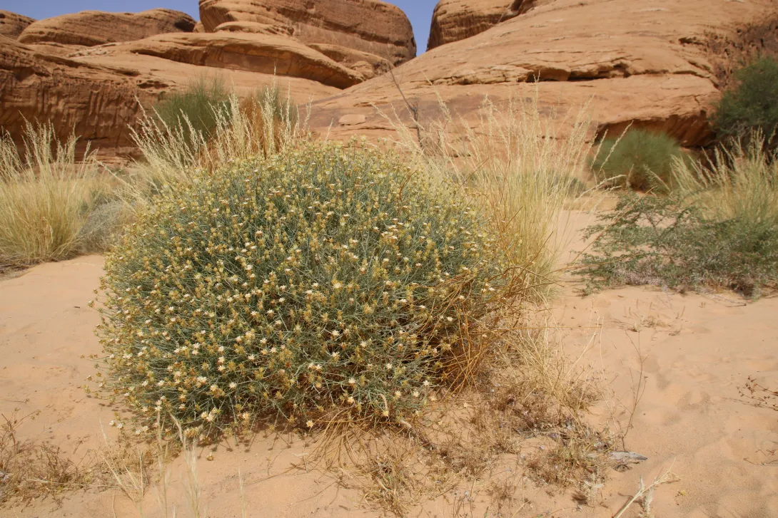 Whole plant