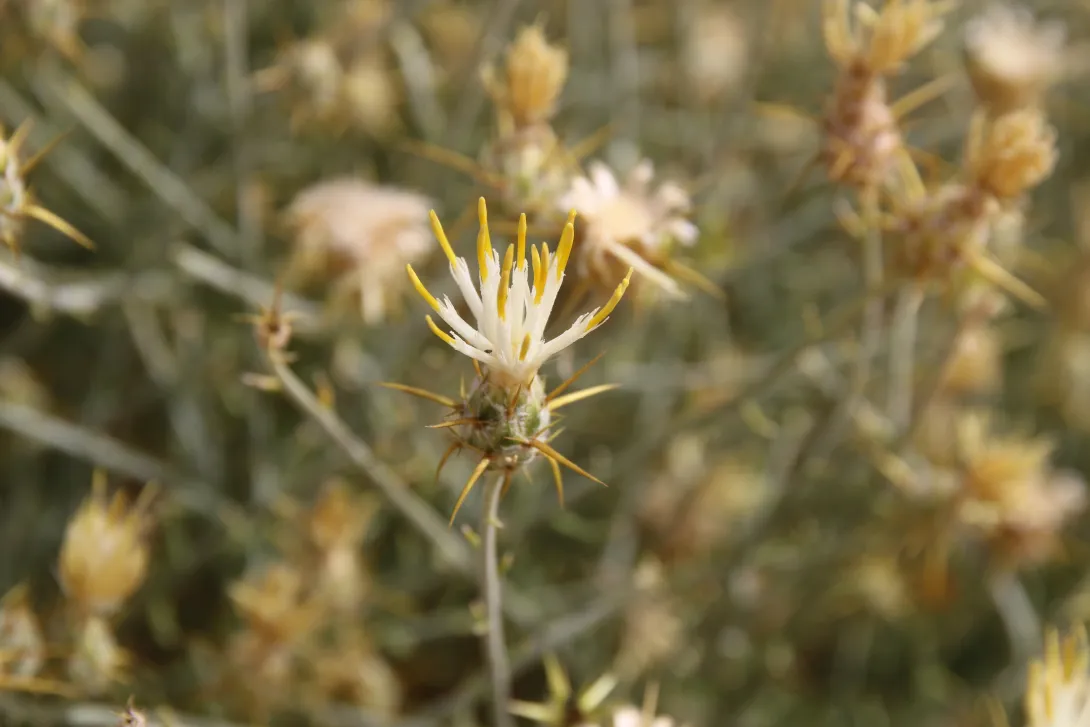 Centaurea scoparia flowers