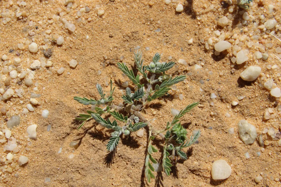 Whole plant