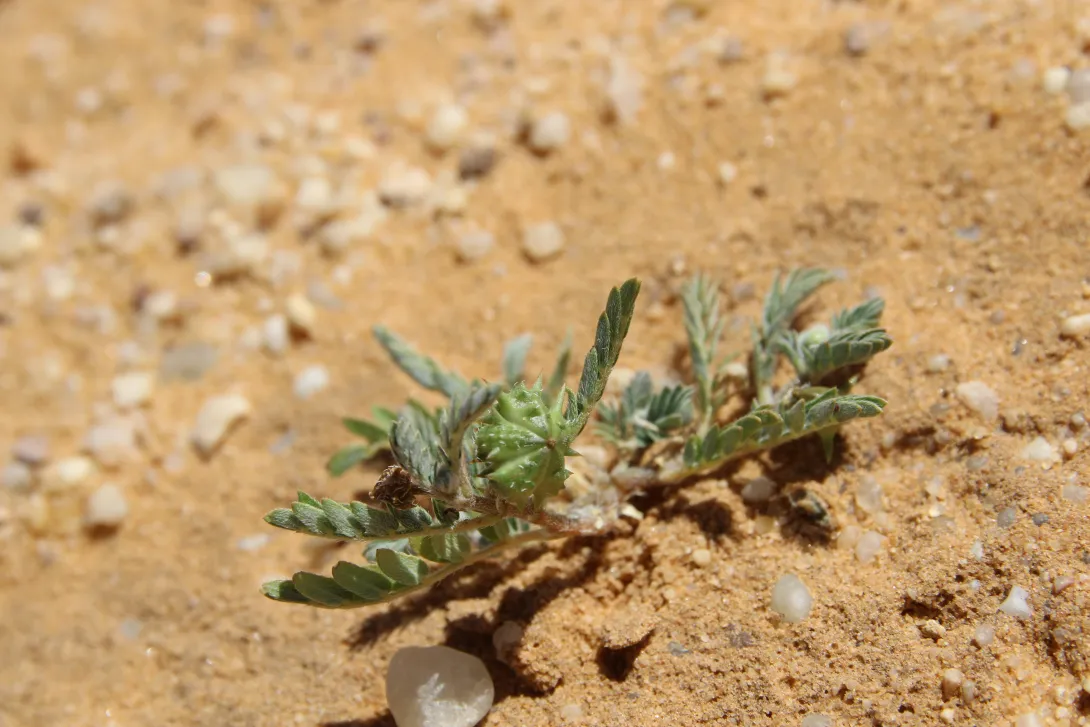 Tribulus terrestris fruit
