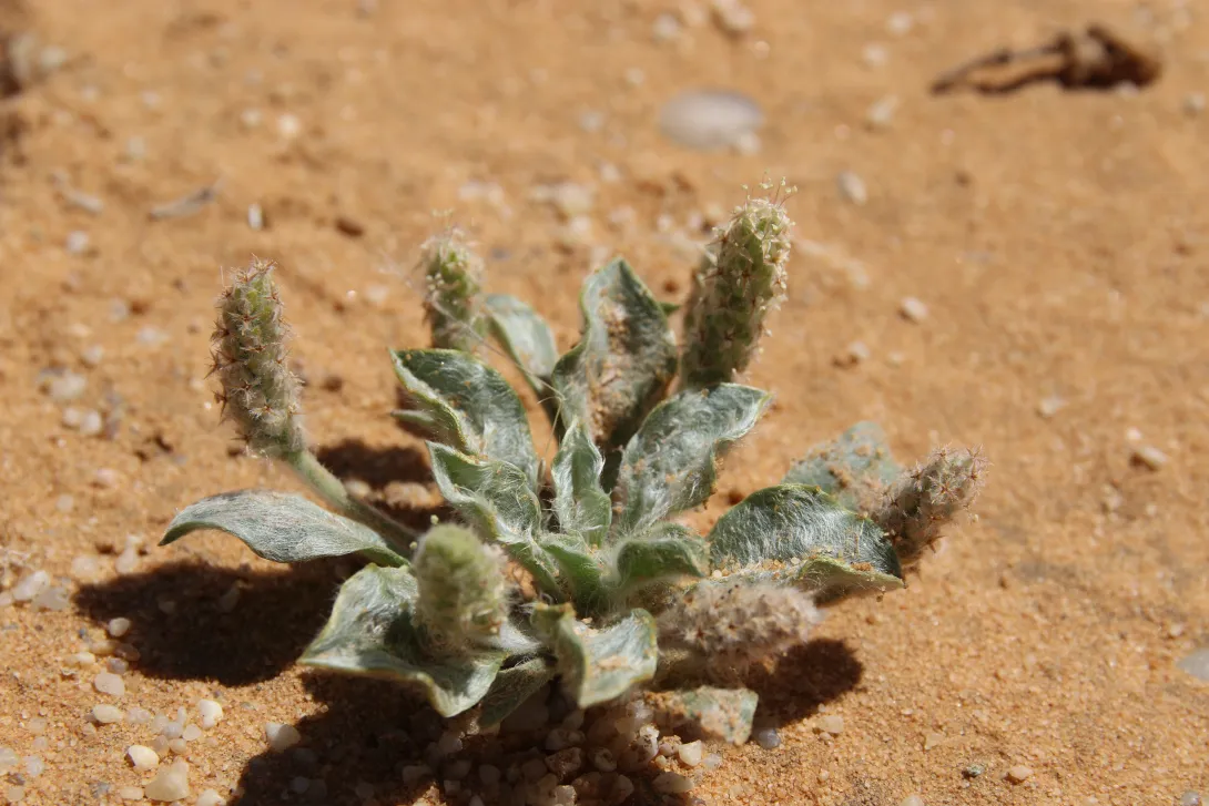 Whole plant