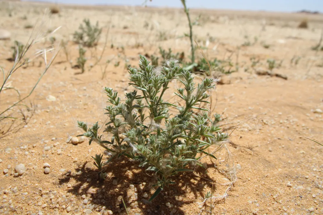 Whole plant
