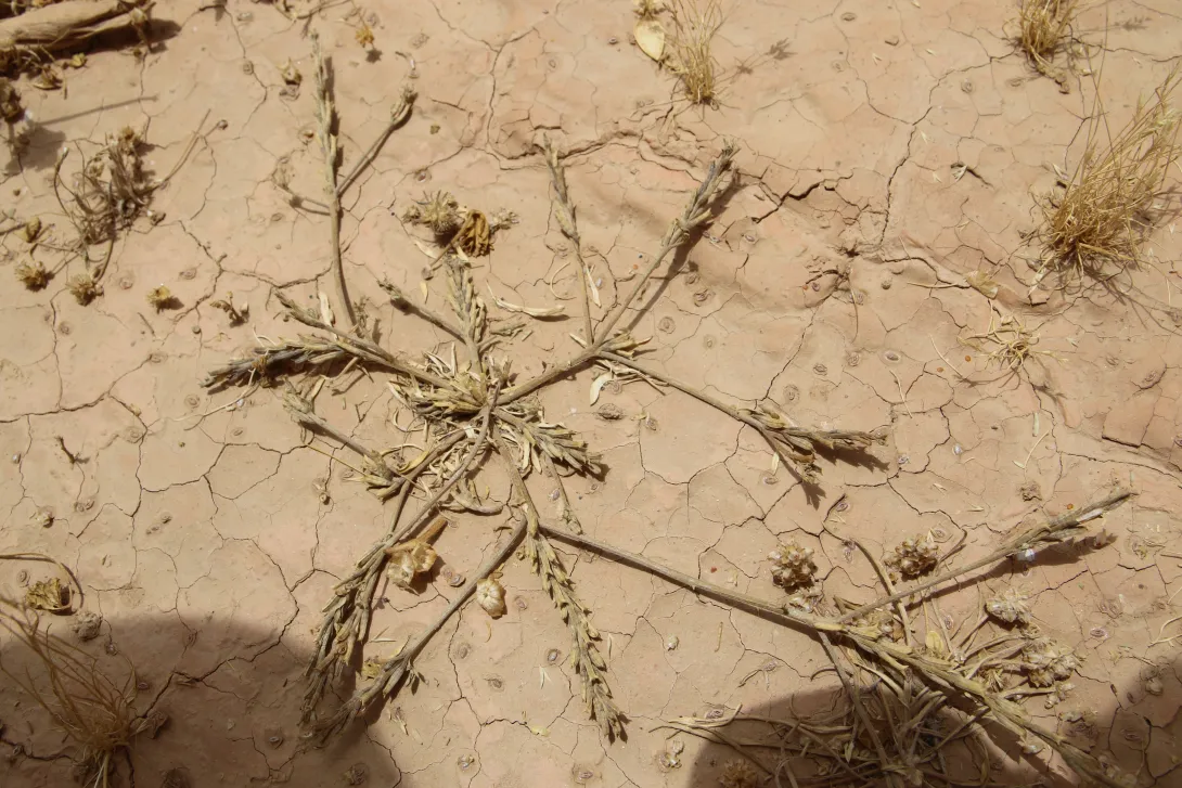 Dried Notoceras bicorne