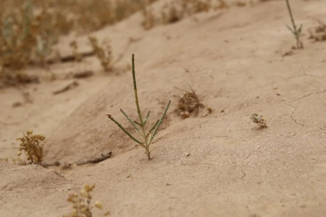 Haloxylon salicornicum seedling