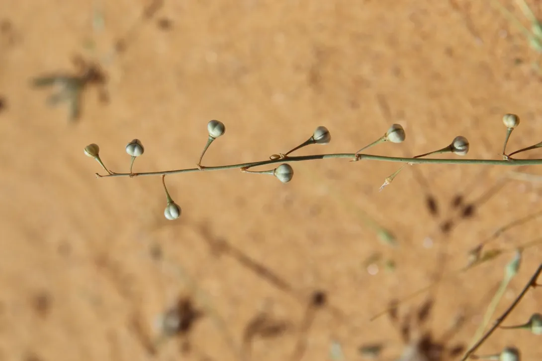 Asphodelus refractus fruits