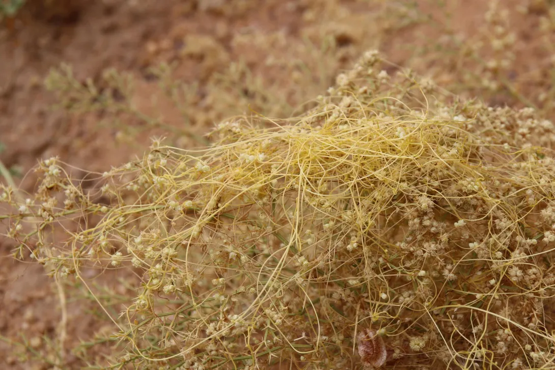 Cuscuta campestris flowers