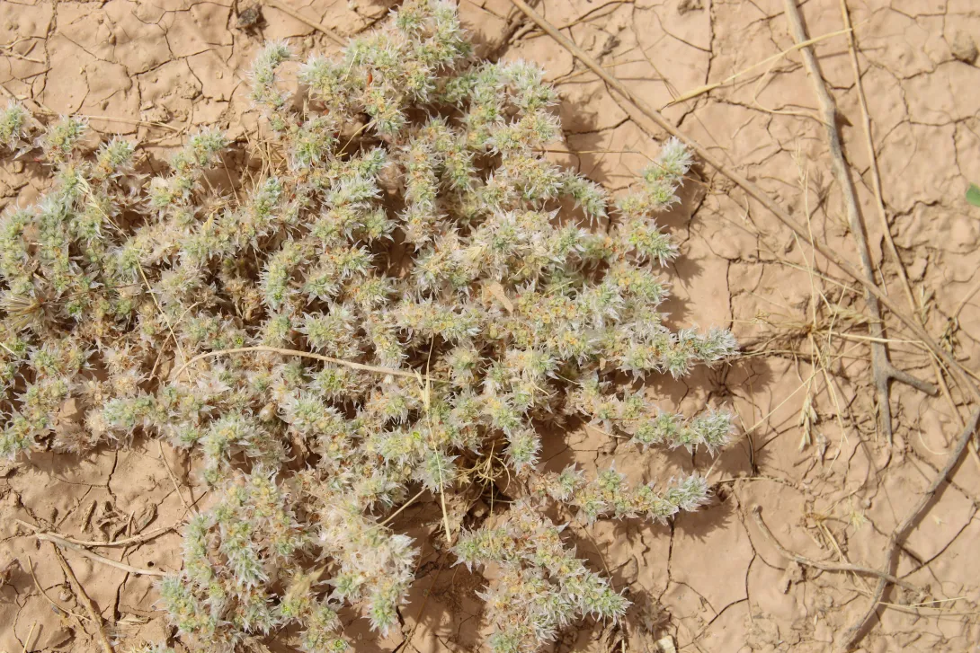 Whole plant