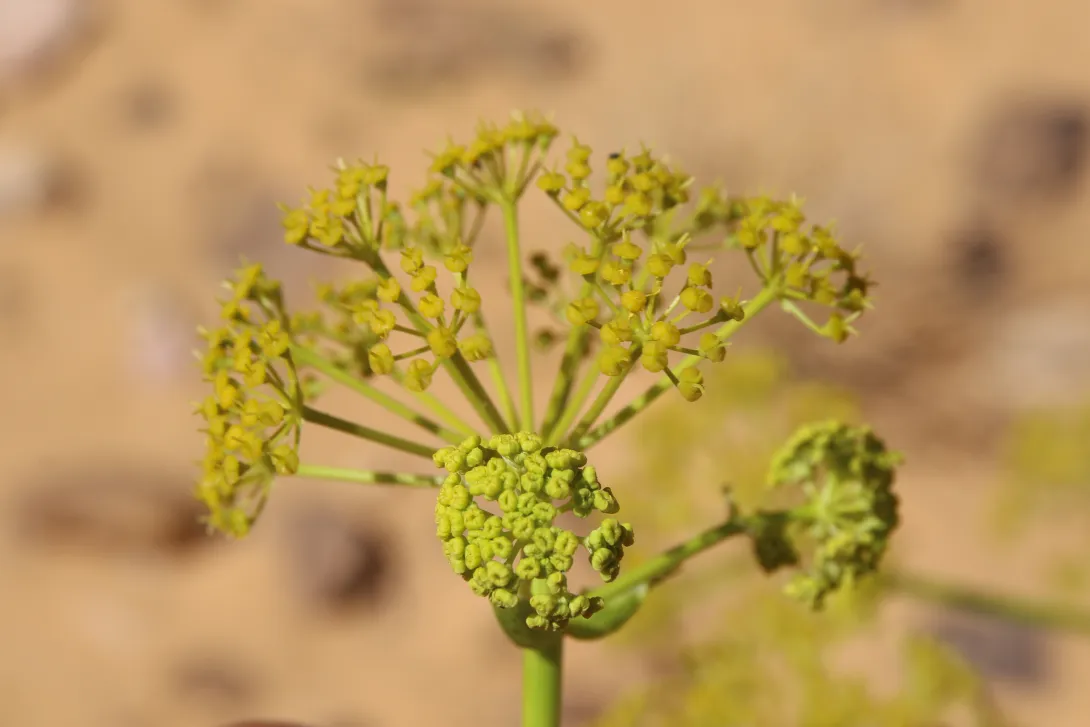 Ferula sinaica flower