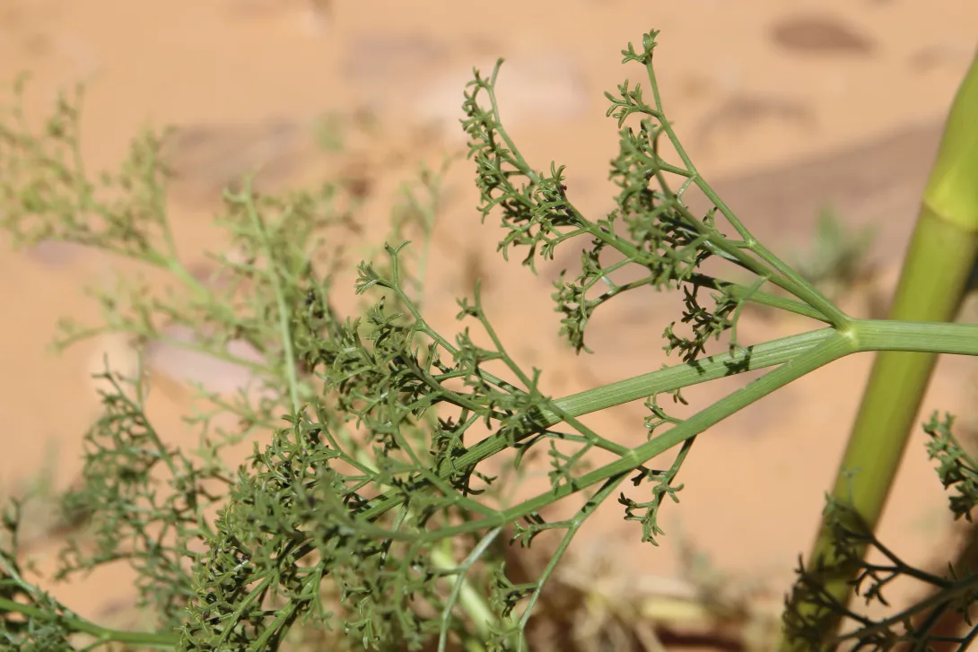 Ferula sinaica leaves