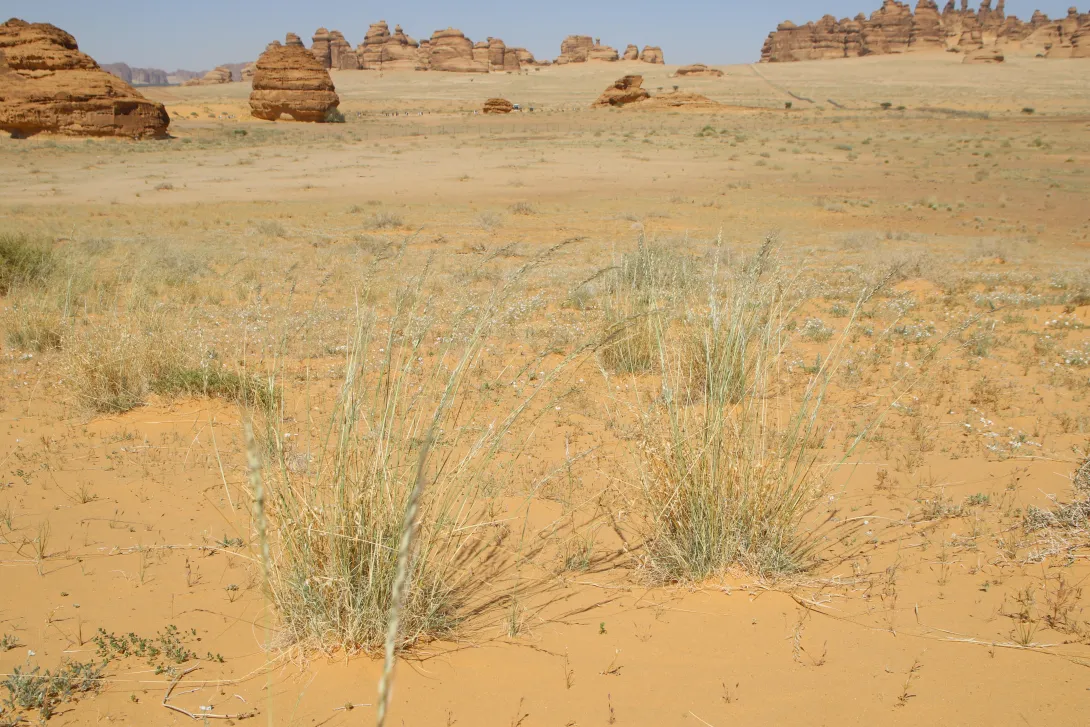 Whole plant