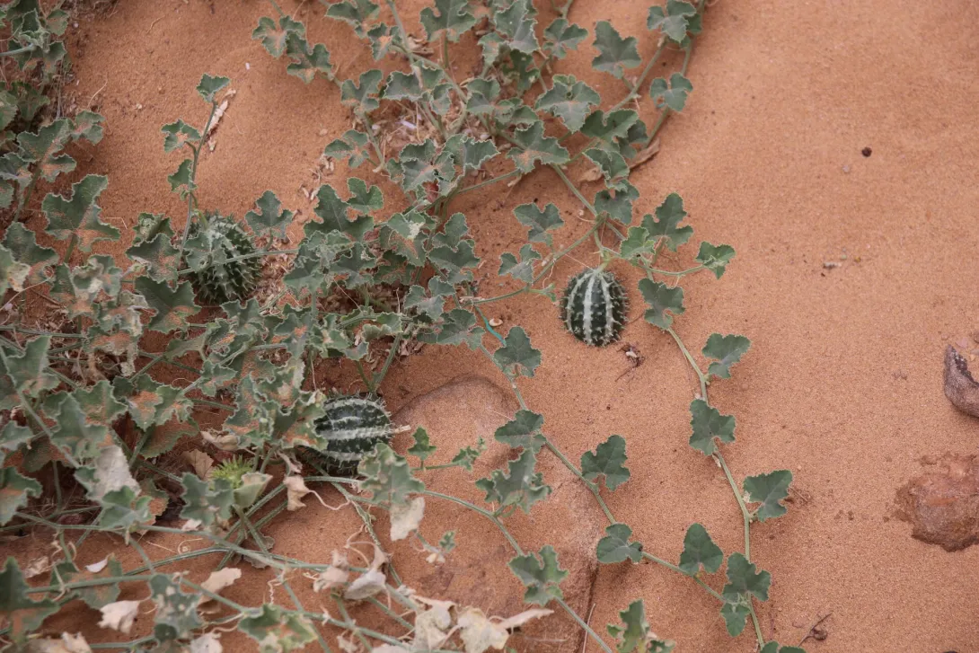 Whole plant