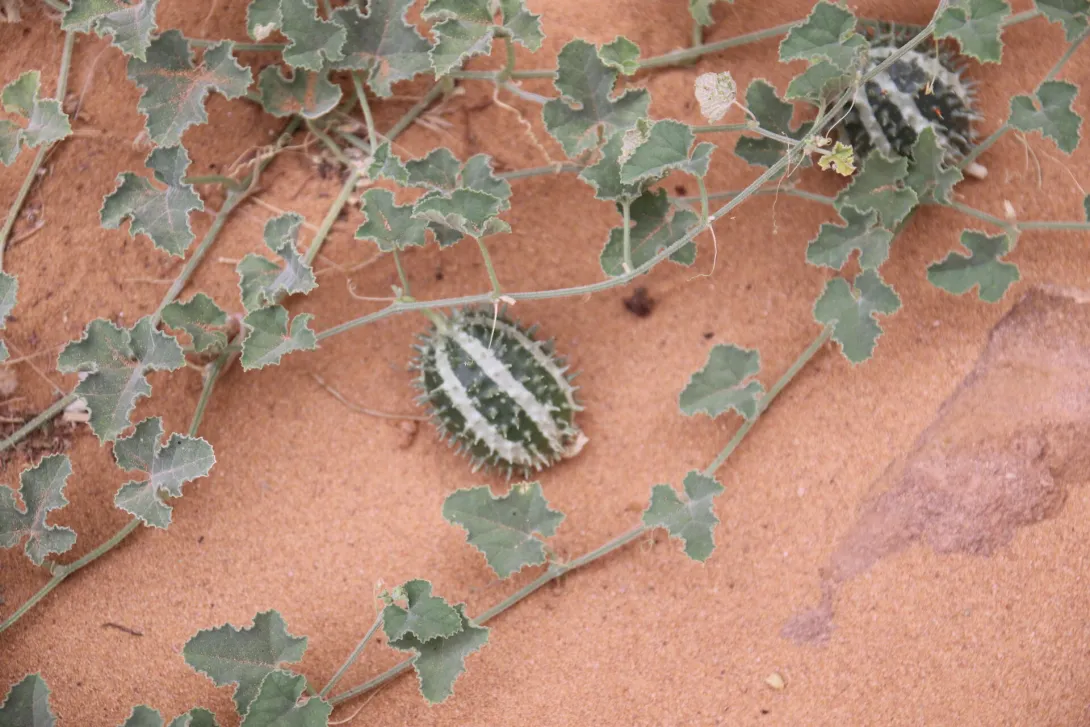 Cucumis prophetarum fruit