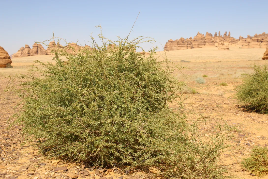 Whole plant