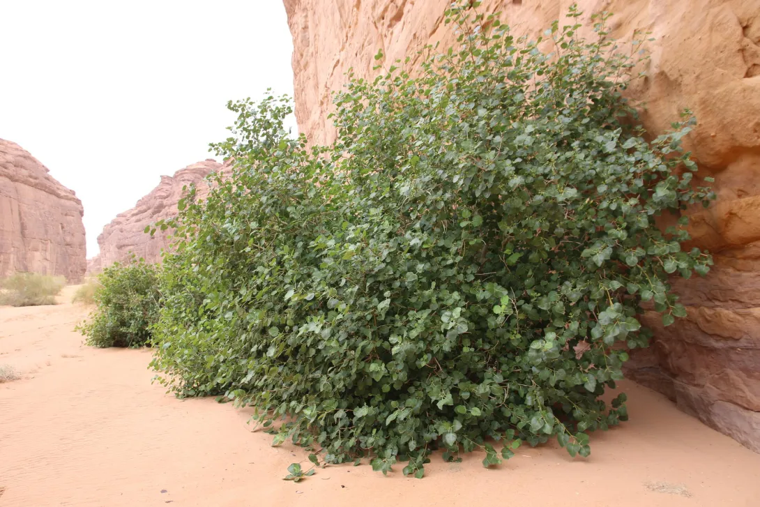 Whole plant