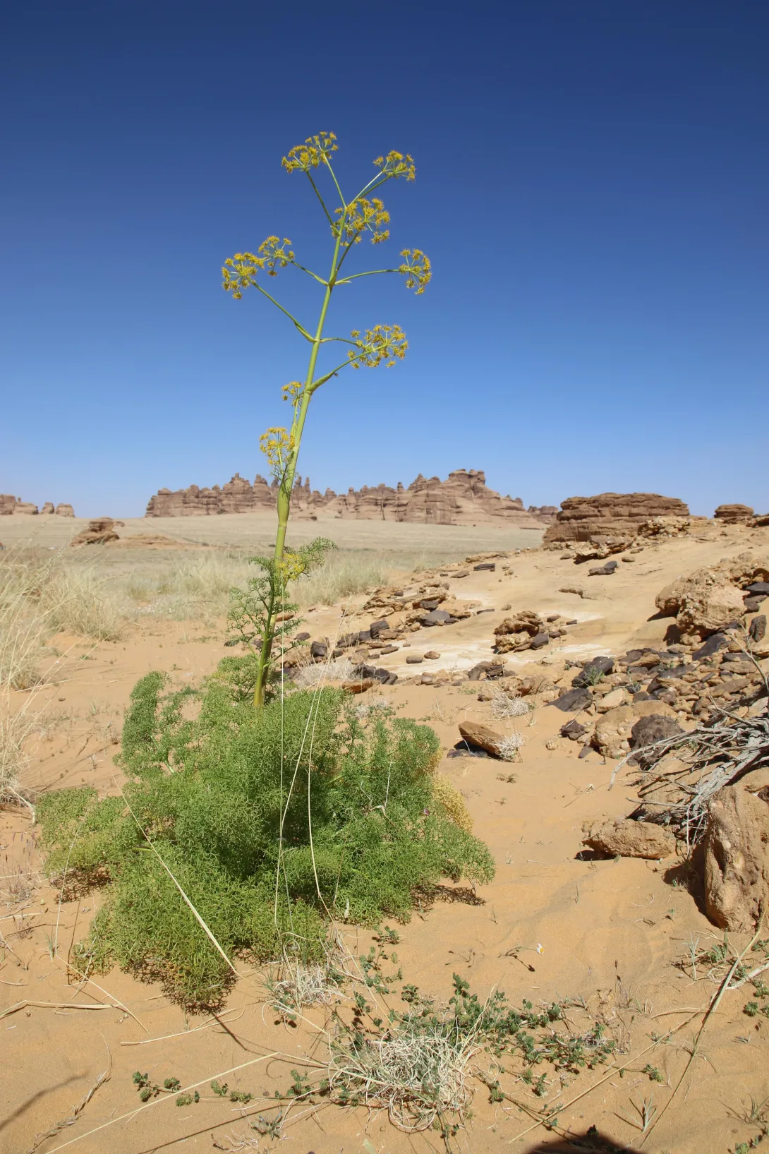Whole plant