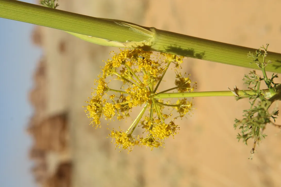 Ferula sinaica flowers