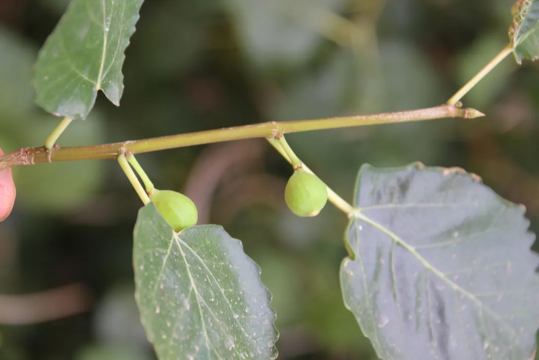Ficus palmata fruits