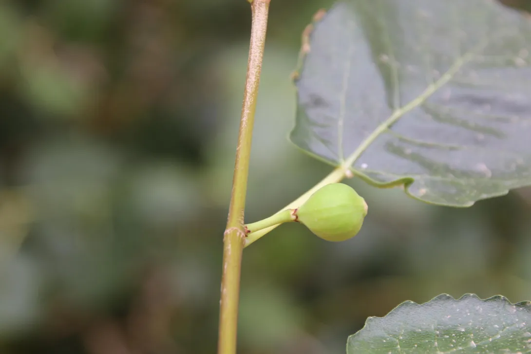 Ficus palmata fruits