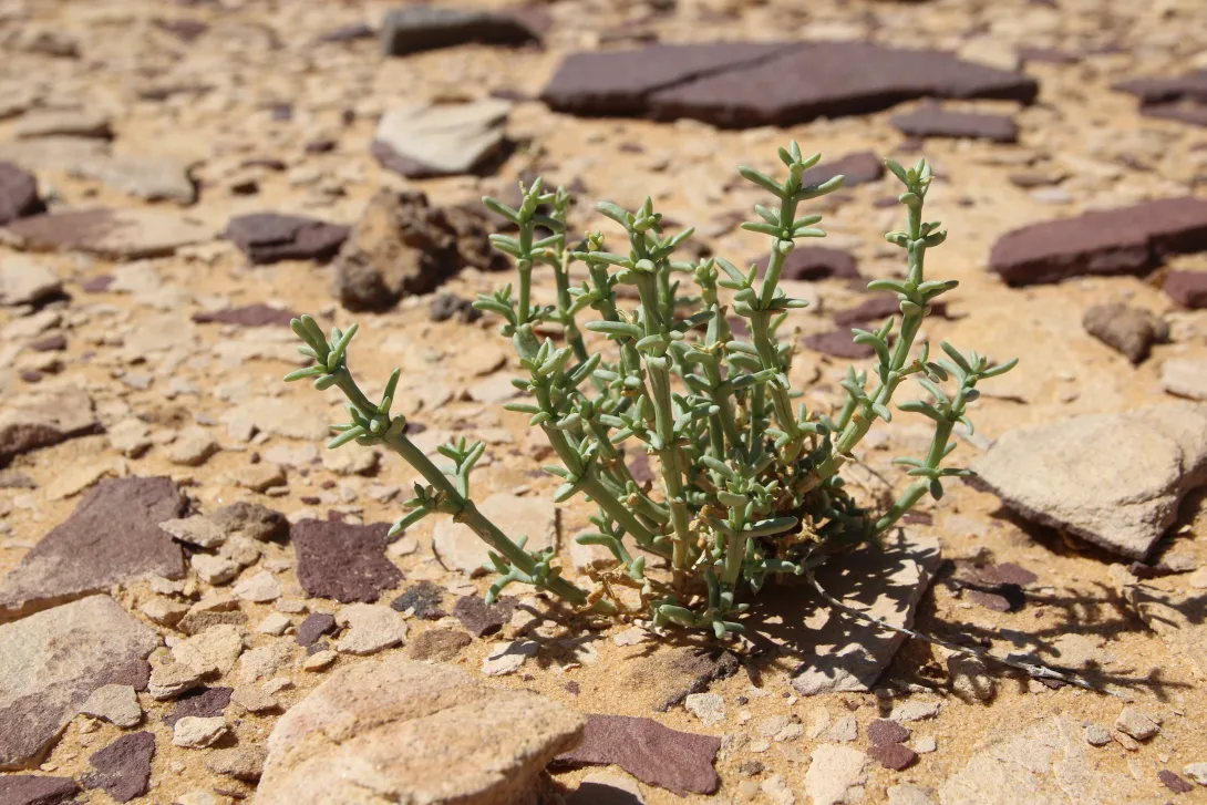 Small Anabasis setifera