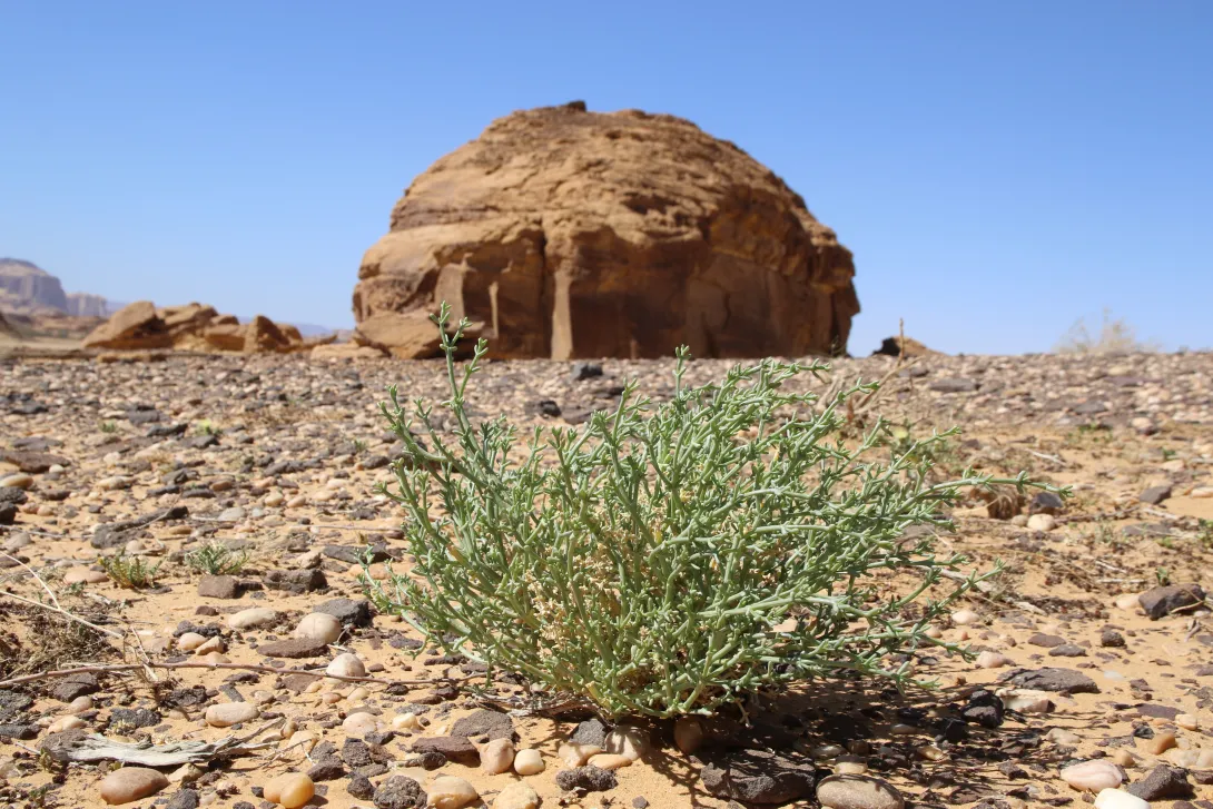 Whole plant