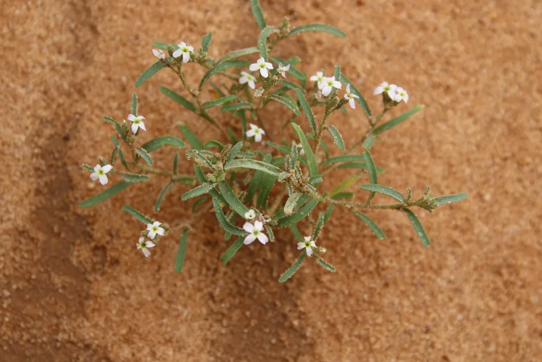 Whole plant
