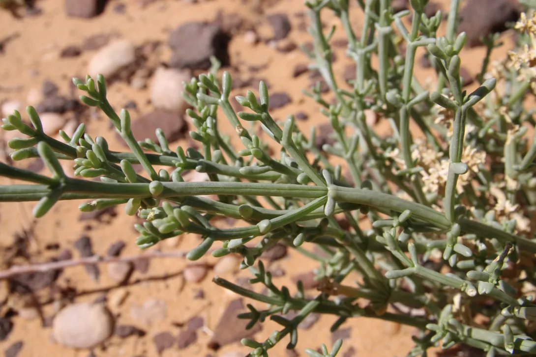 Leaves of Anabasis setifera