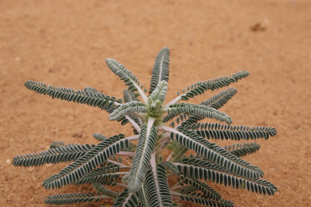 Astragalus sieberi leaves