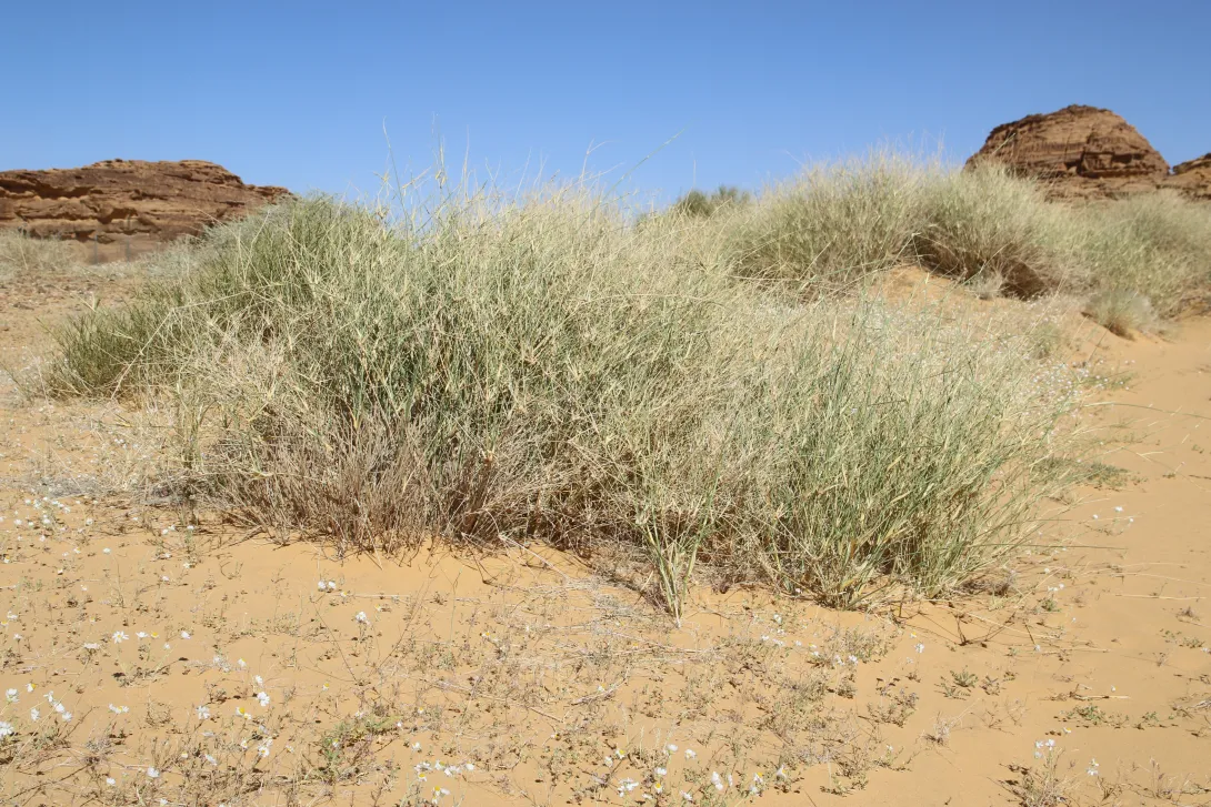 Whole plant