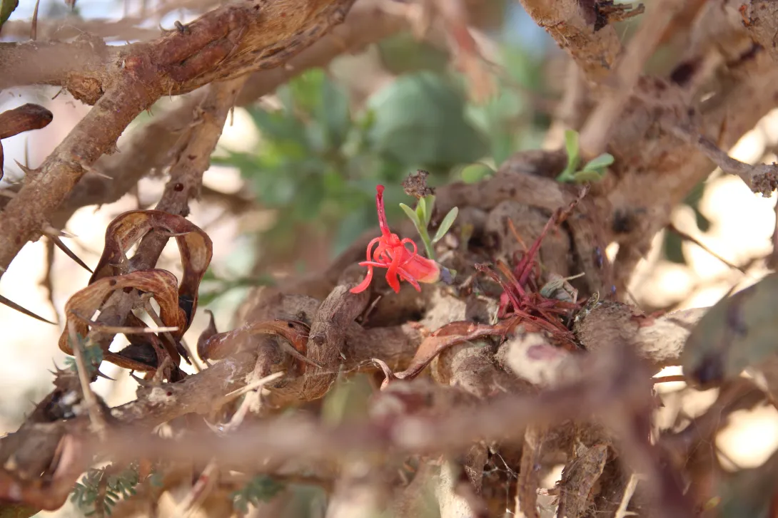 Plicosepalus acaciae flowers