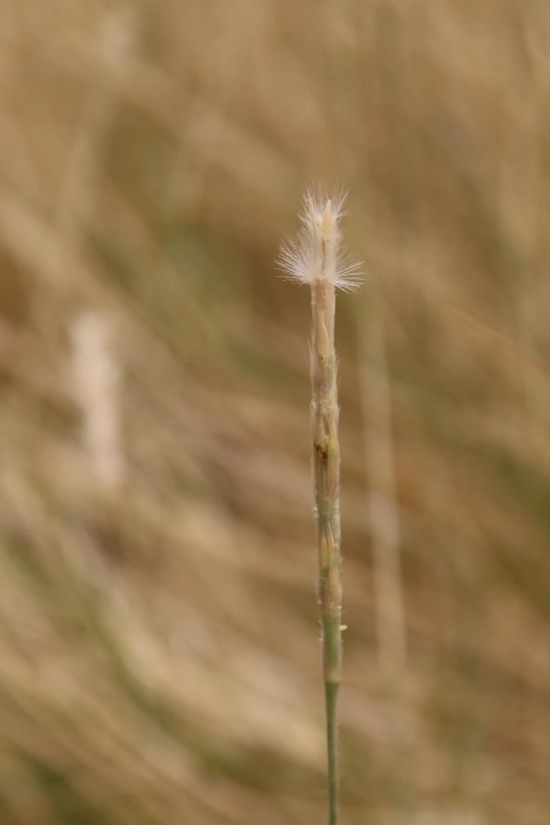 Lasiurus scindicus fruit