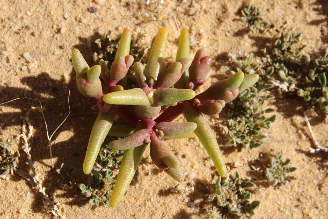 Whole plant