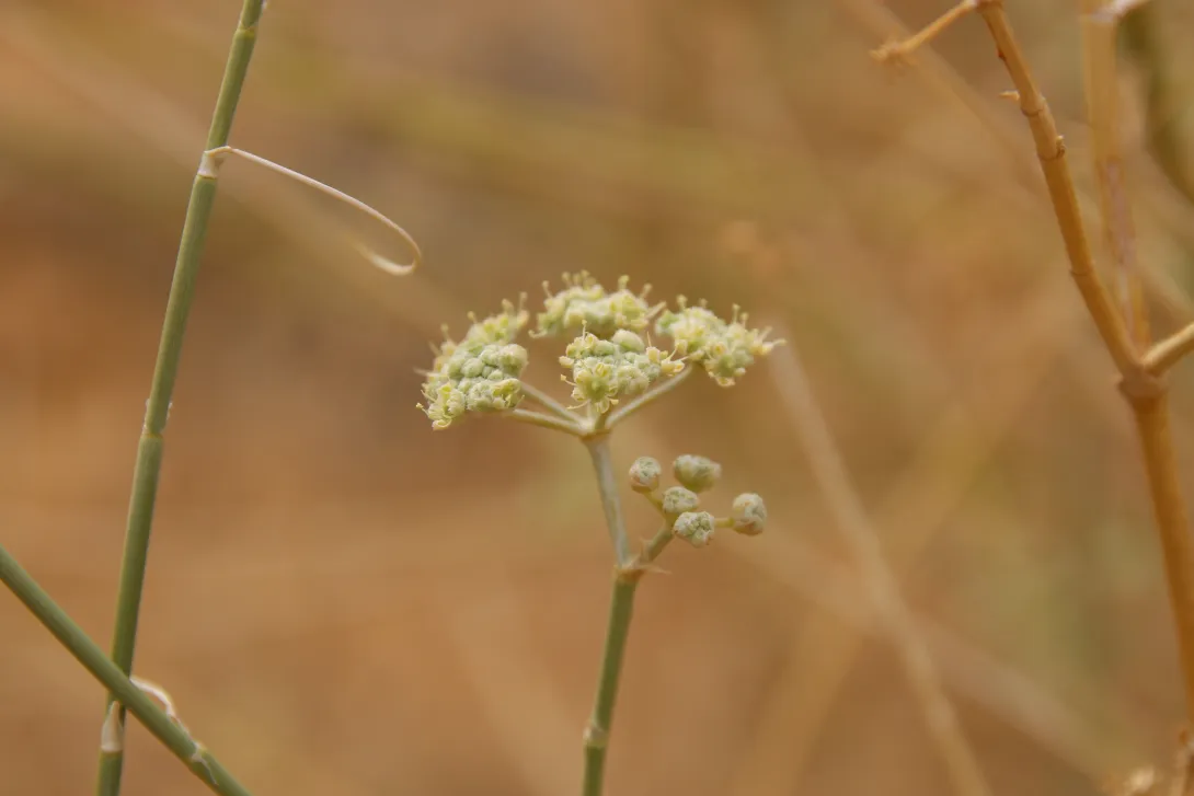 Deverra triradiata flowers