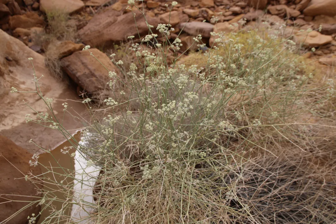 Whole plant