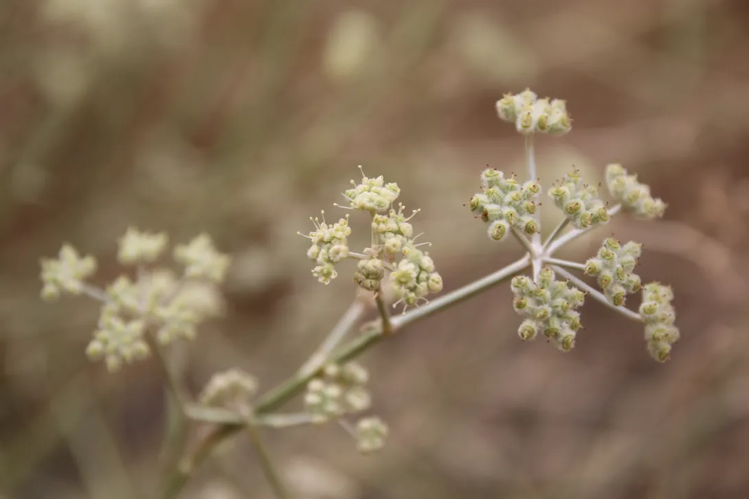 Deverra triradiata flowers