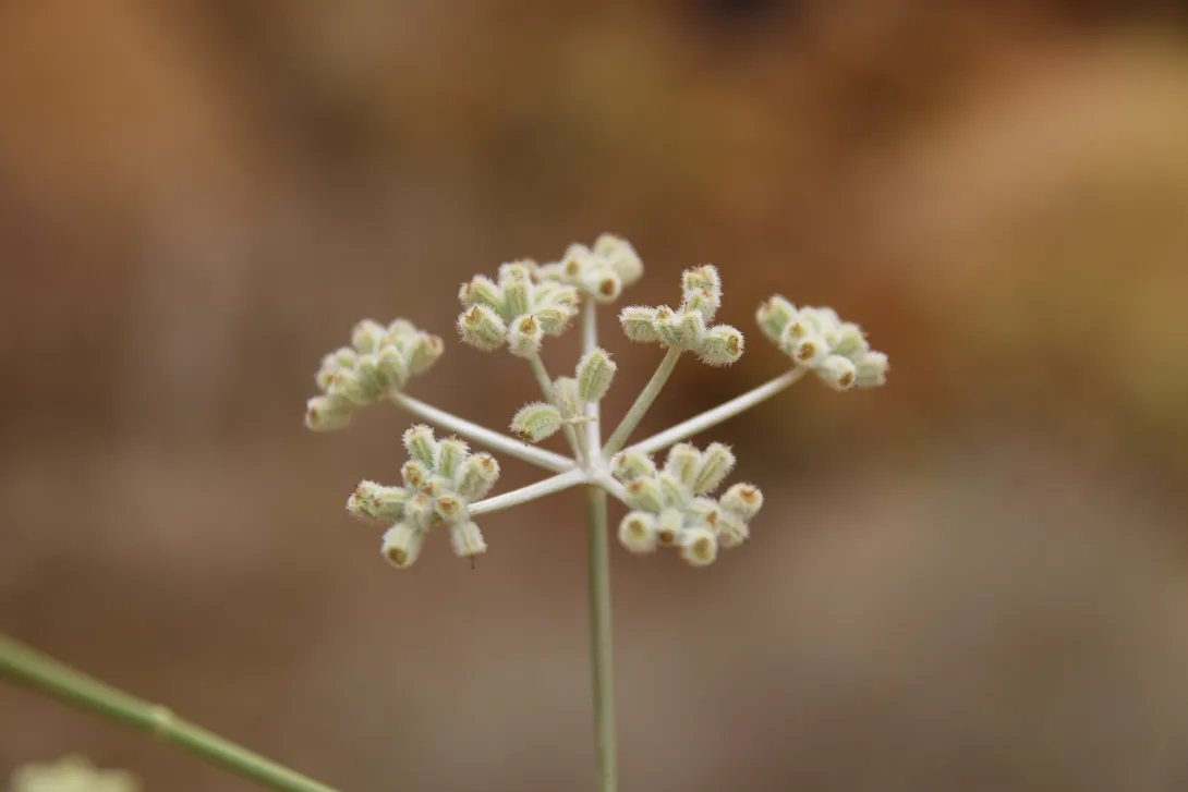 Deverra triradiata flowers