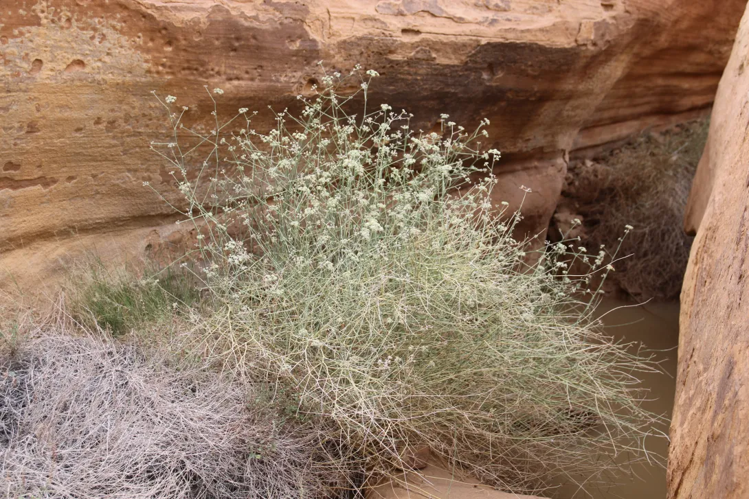 Whole plant