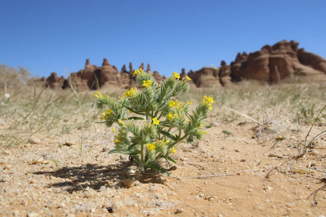 Arnebia hispidissima on Sandy plains and dunes
