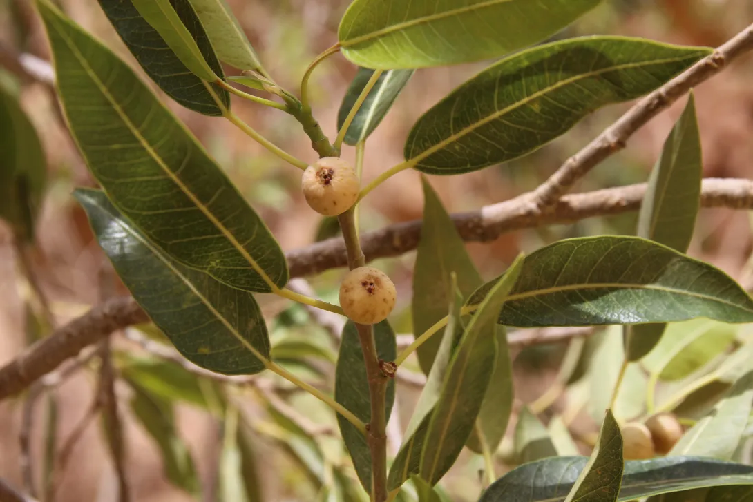 Ficus salicifolia fruits