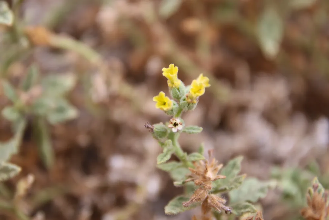 Heliotropium arbainense flower