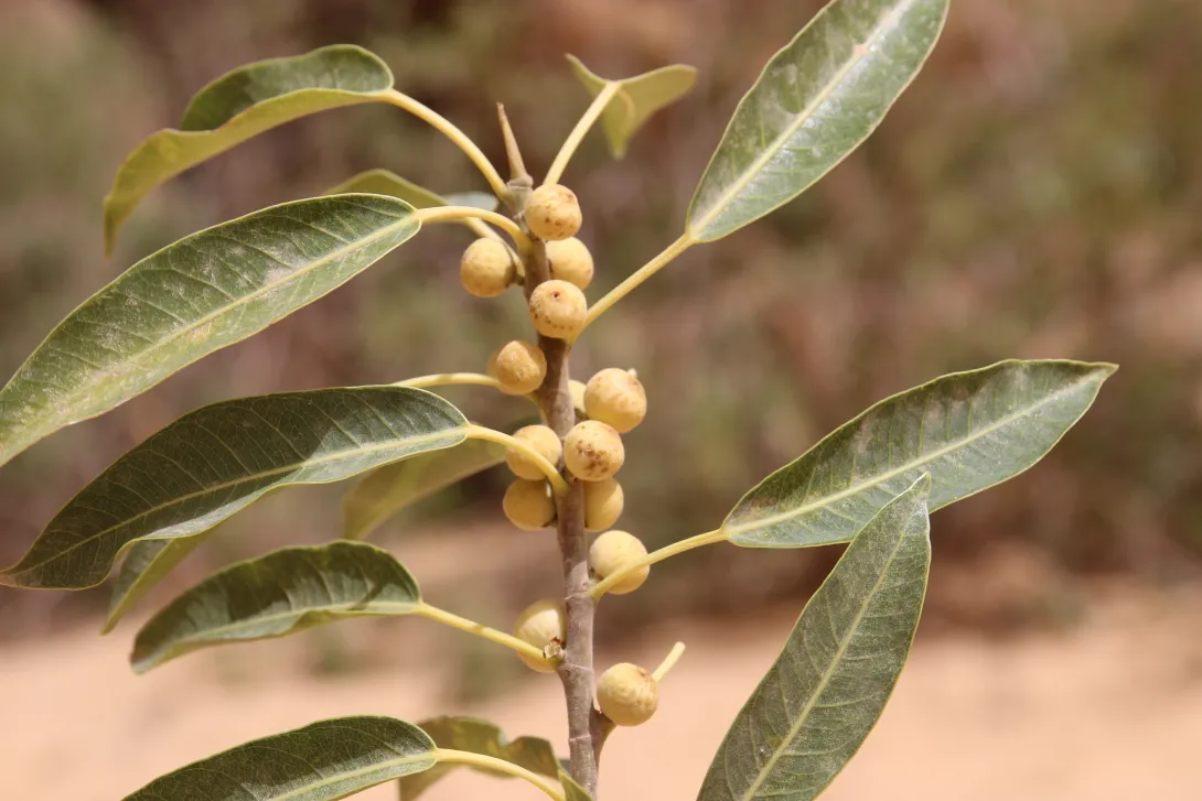 Ficus salicifolia fruits