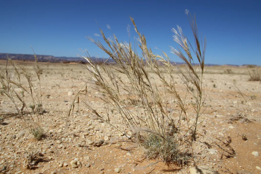 Whole plant