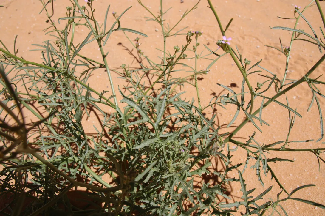 Cakile arabica leaves